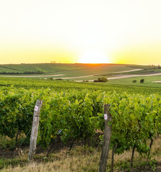 We also provide best Sonoma Wine Tour from San Francisco